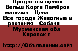 Продается щенок Вельш Корги Пемброк мальчик › Цена ­ 65 000 - Все города Животные и растения » Собаки   . Мурманская обл.,Кировск г.